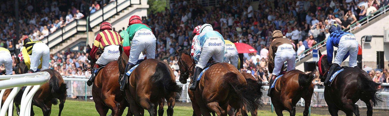 A view from behind as several Racehorses head towards the finishing line.